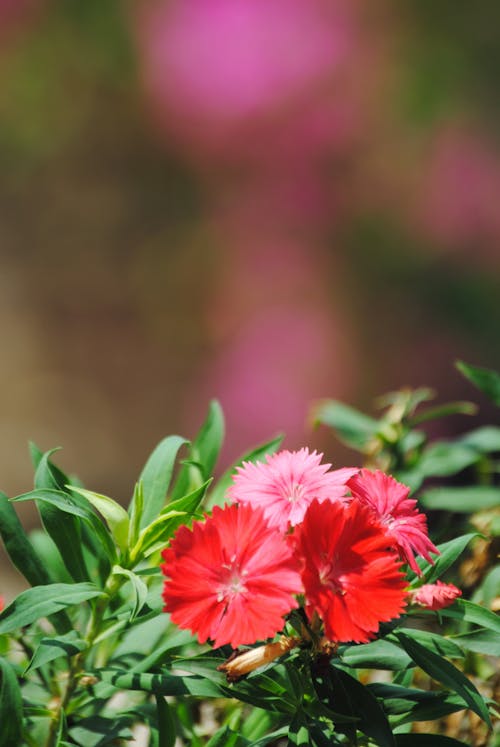 Pink and Red Flowers with Green Leaves