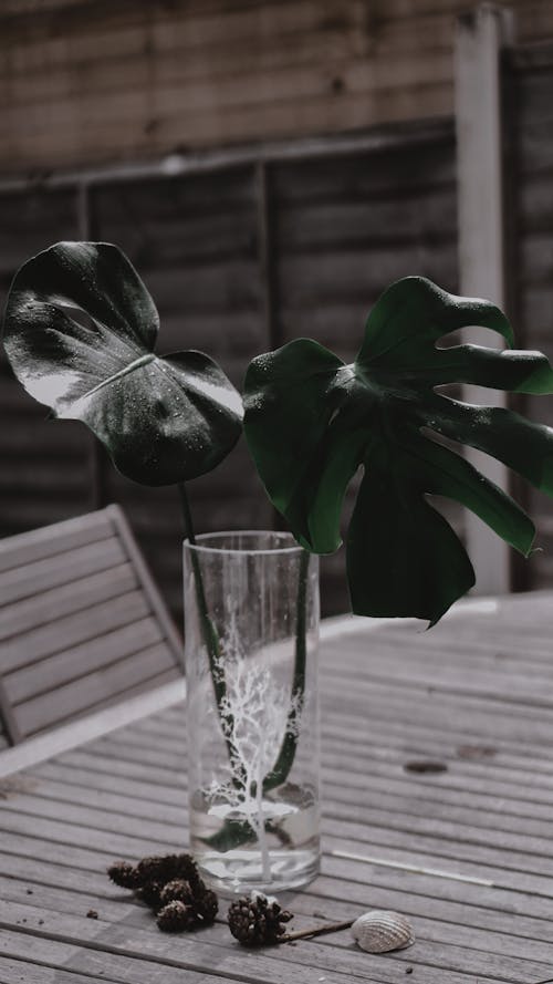 Green Plant in Clear Glass Vase