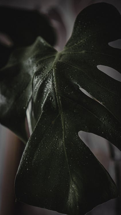 Green Leaf Plant in Close-Up Photography