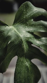 A detailed view of a lush green Monstera leaf covered in water droplets, showcasing natural patterns.