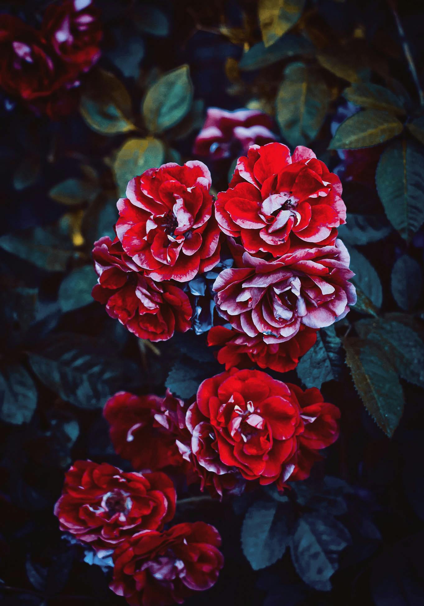 100 Red Flower Pictures  Download Free Images on Unsplash