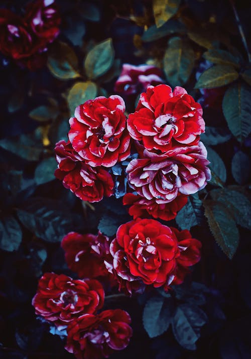 Fotobanka s bezplatnými fotkami na tému botanický, červené ruže, exteriéry