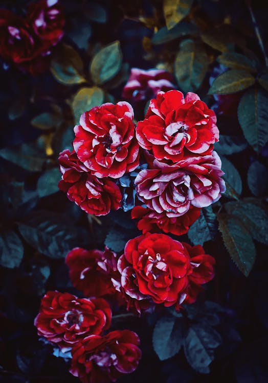 붉은 꽃 클로즈업 사진