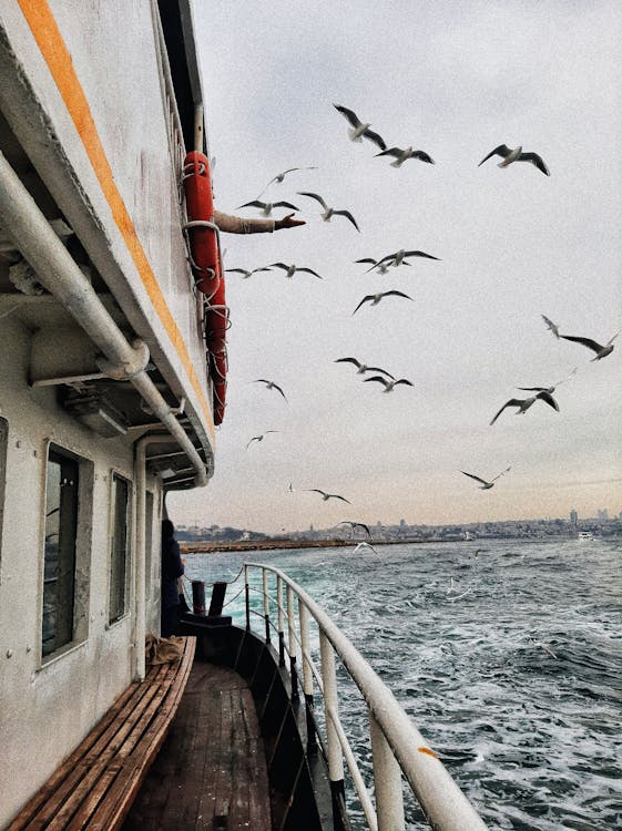 Seagulls flying over sea near ship