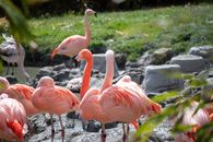 Pink Flamingos on Water