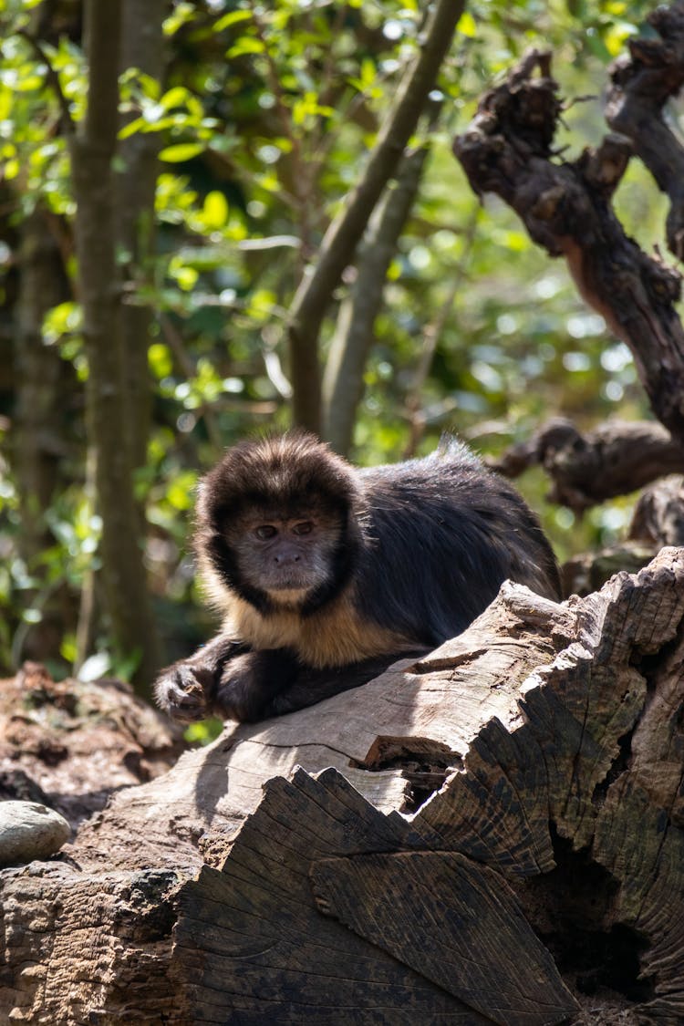 Black Monkey On Tree Branch 