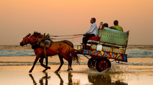 Darmowe zdjęcie z galerii z hinduski, indie, koń