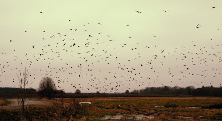 Flock Of Birds Flying Over Land 