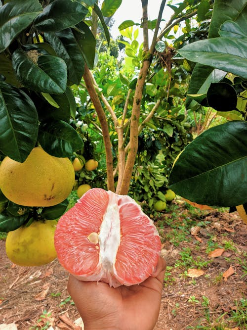 Imagine de stoc gratuită din grapefruit