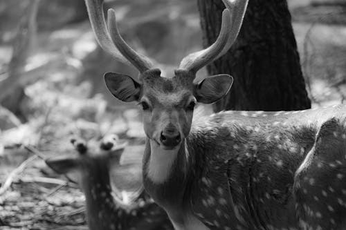 Grayscale Photo of a Spotted Deer with Antlers