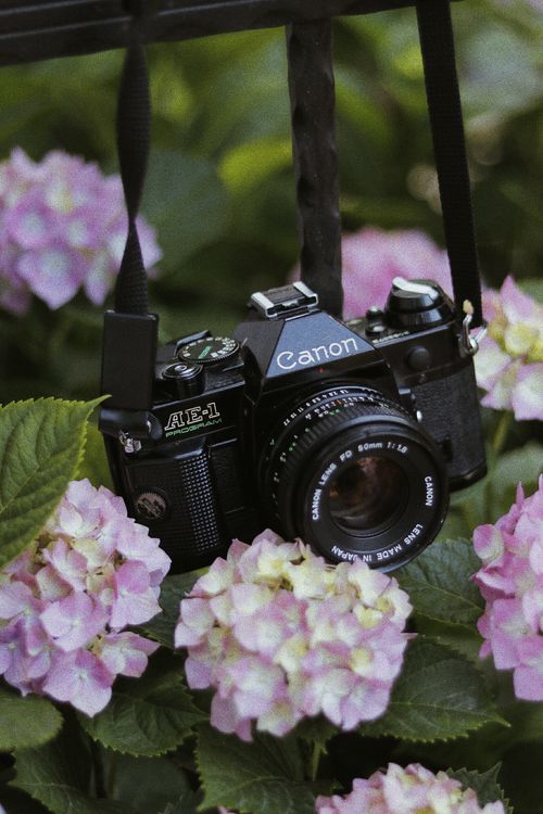 Black Analog Camera Beside a Flowering Plant · Free Stock Photo