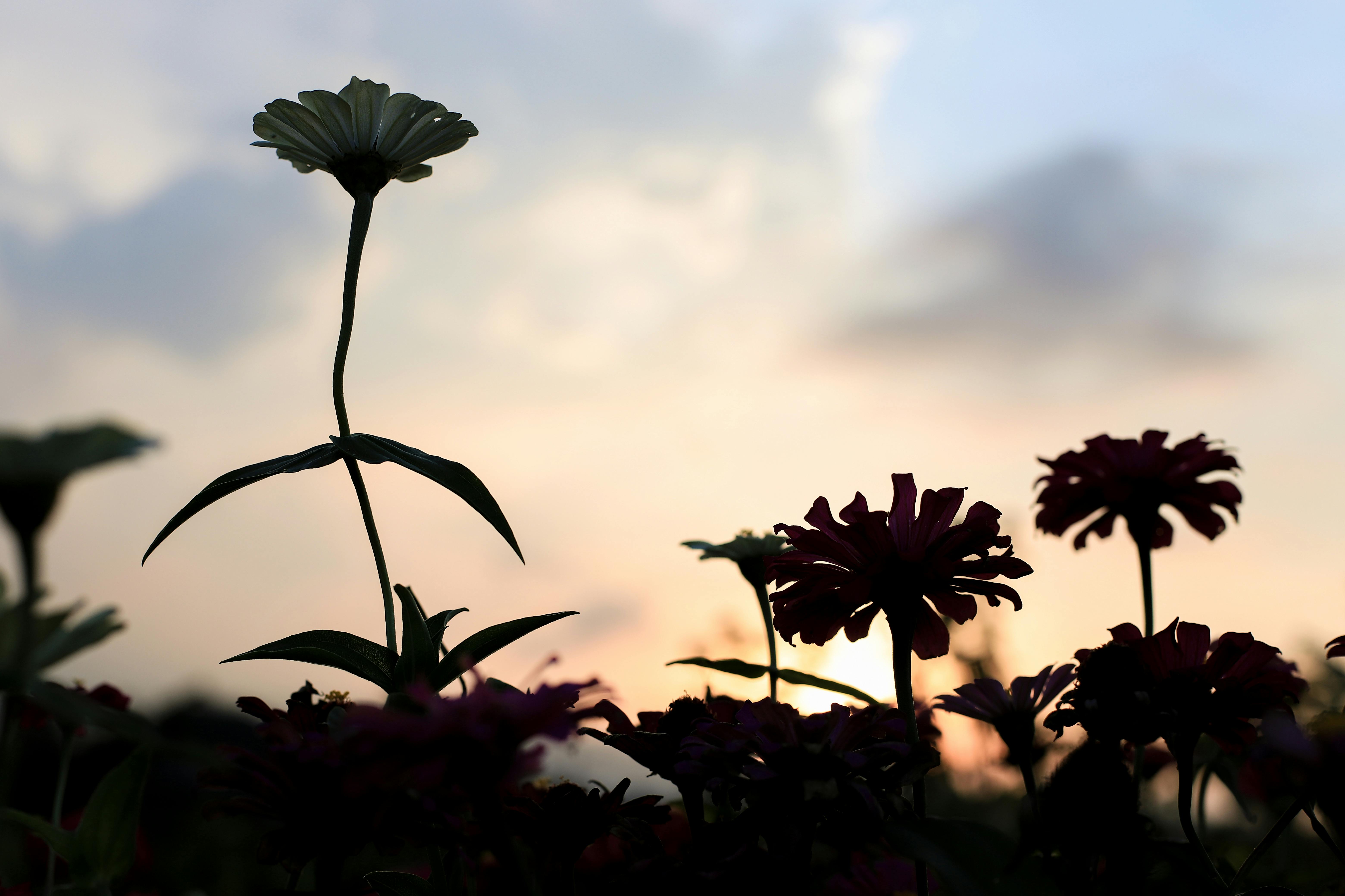 Croupier professionnel animant une table de blackjack en direct dans un casino en ligne.