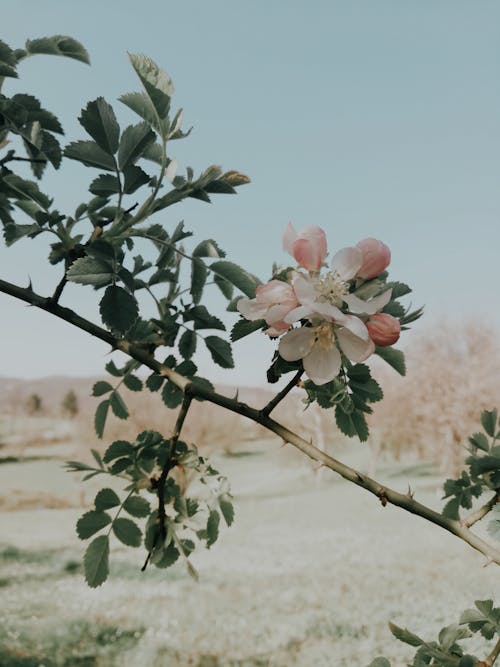 Close-up of a Flower on a Tree