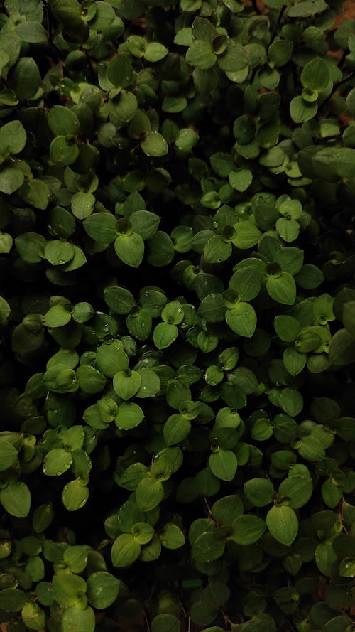 Close-up of Green Plants Background