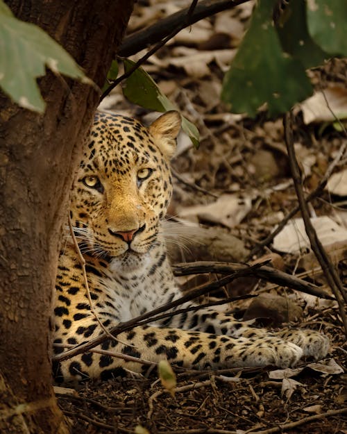 Portrait of Cheetah