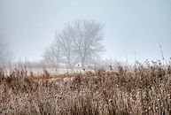 Brown Grass Field