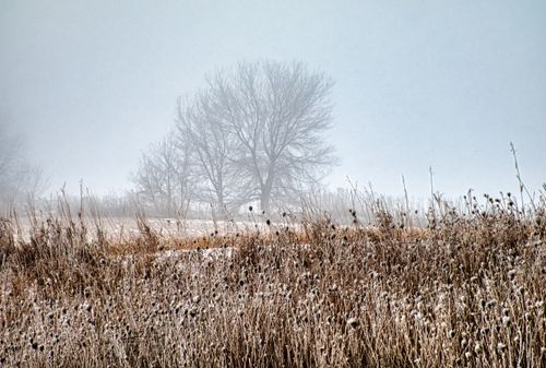 Free A serene and misty winter scene in Altura, MN, showcasing frost-covered grass and bare trees. Stock Photo