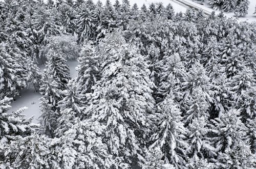 Grayscale Photo of Pine Trees Covered in Snow