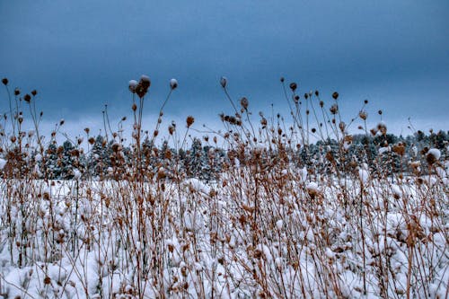 Gratis stockfoto met bevroren, bloemen, flora