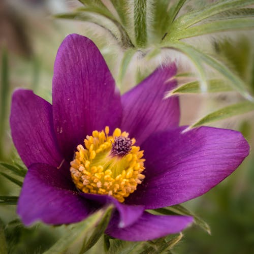 Purple Pasqueflower in Macro Shot Photography