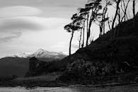 树木的单色轮廓映衬着雪山与海洋