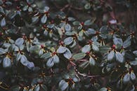 Green and Red Leaf Plant