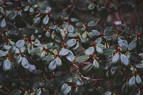 Free A close-up of lush rhododendron leaves with red buds found in Ilmenau, Germany. Stock Photo