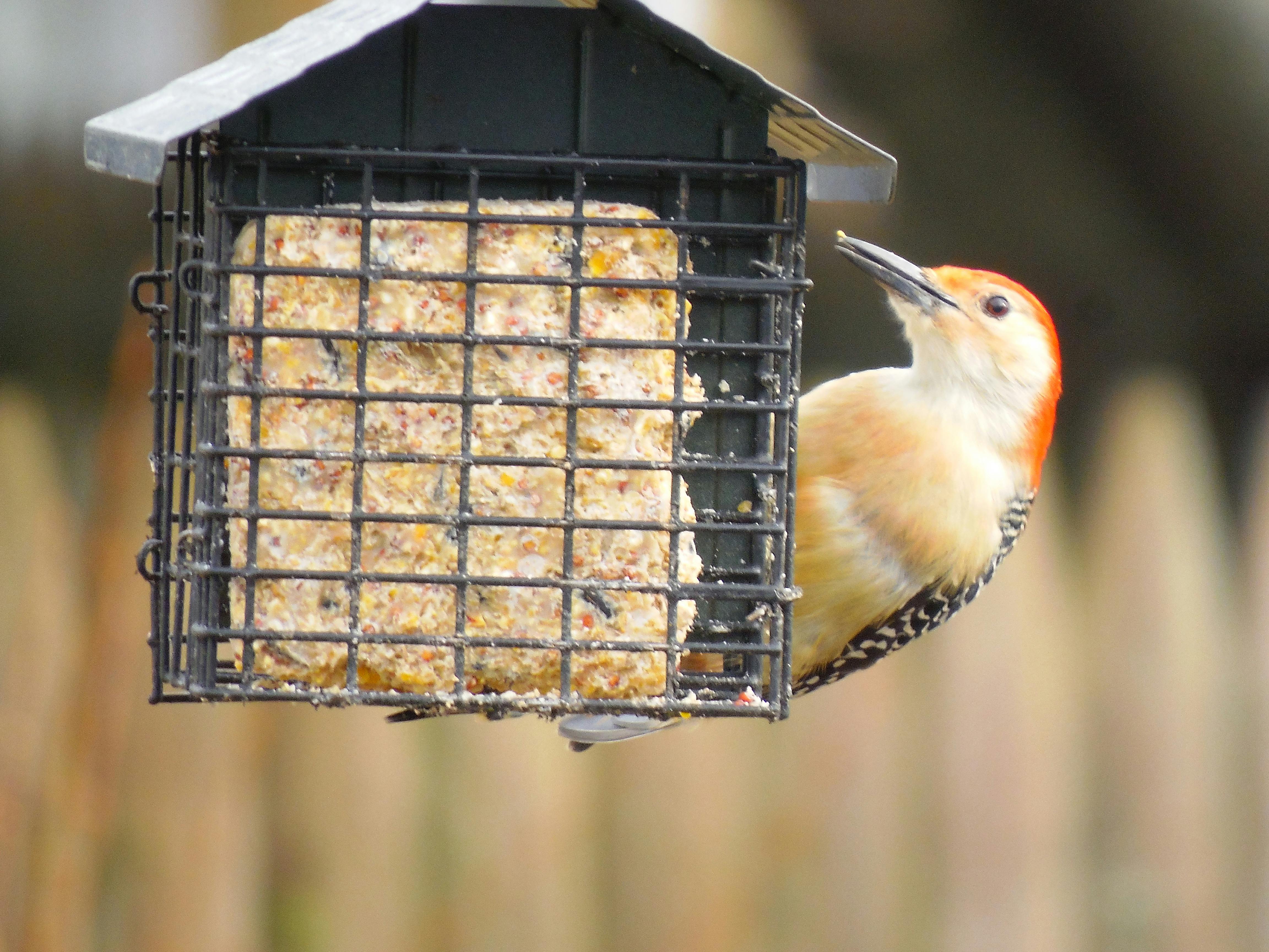 Free stock photo of suet, wild bird, wild life