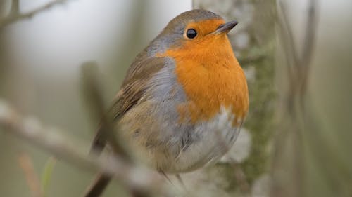 Close-Up Shot of a European Robin 