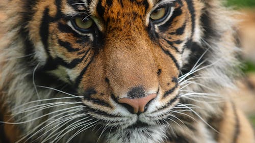 Free Close-up of the Head of a Tiger  Stock Photo