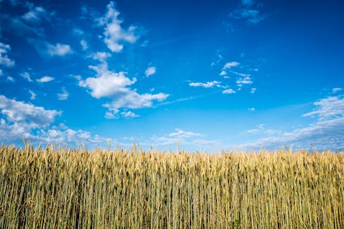 Základová fotografie zdarma na téma farma, hřiště, krajina