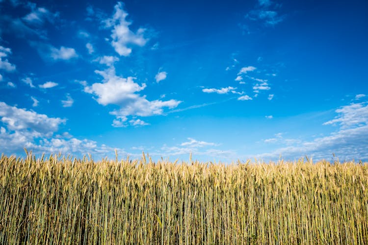 Corn Field At Daytime