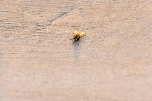 Kostenlos Kostenloses Stock Foto zu fliege, gelbe flügel, insekt Stock-Foto