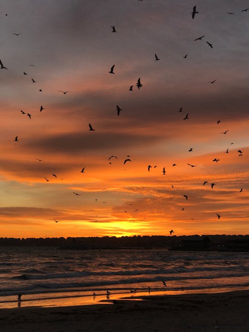 Free Flock of Birds Flying over the Sea During Sunset Stock Photo