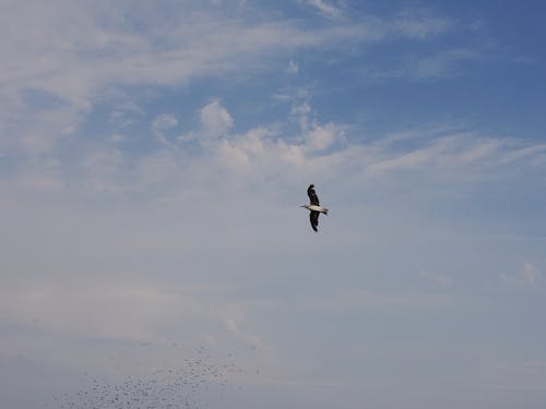 Immagine gratuita di alto, cielo azzurro, cloud