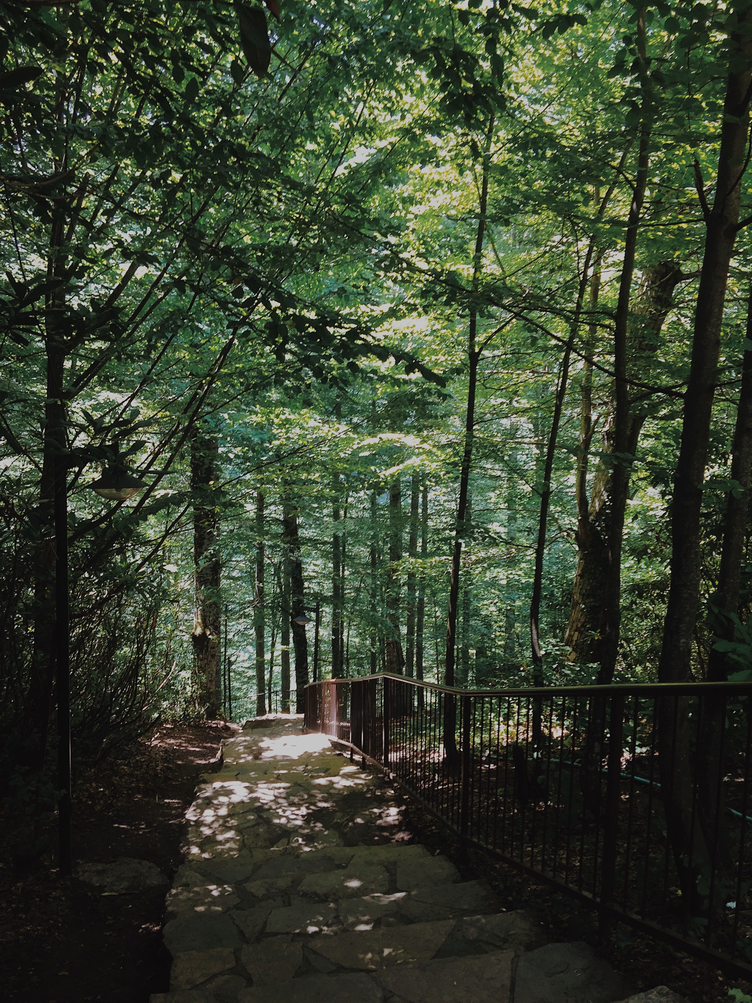 A serene forest path in Güzeldere, Düzce, Turkey, surrounded by lush green trees on a sunny day.