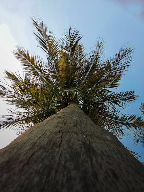 Low Angle Shot of Coconut Tree