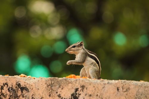 Free A detailed macro photograph of an Indian Palm Squirrel (Funambulus palmarum) on a sunny day. Stock Photo