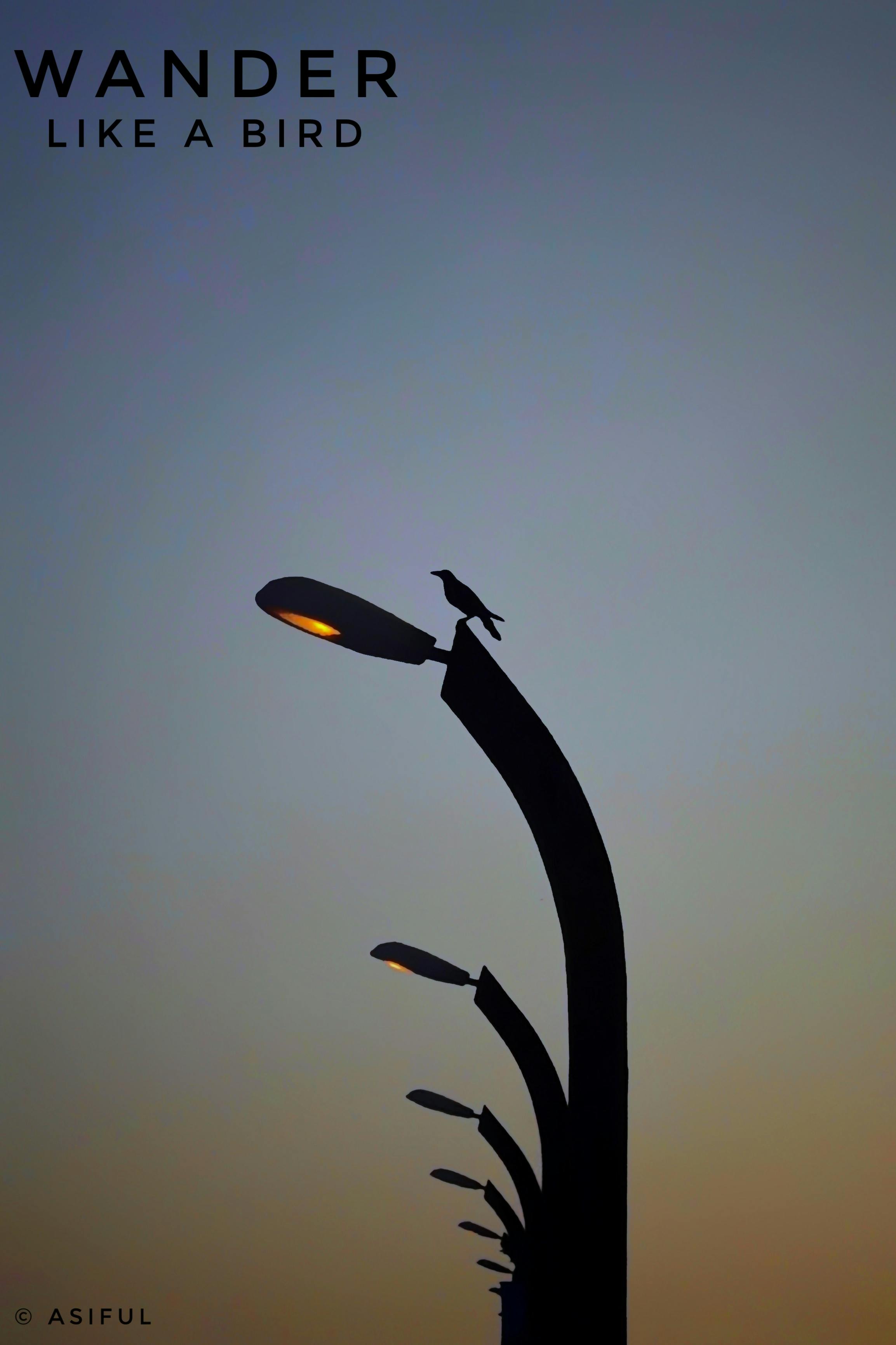 Free stock photo of #photography #bird #wander #sunset #life #walpaper