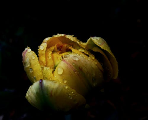 Yellow Tulip in Close Up Photography