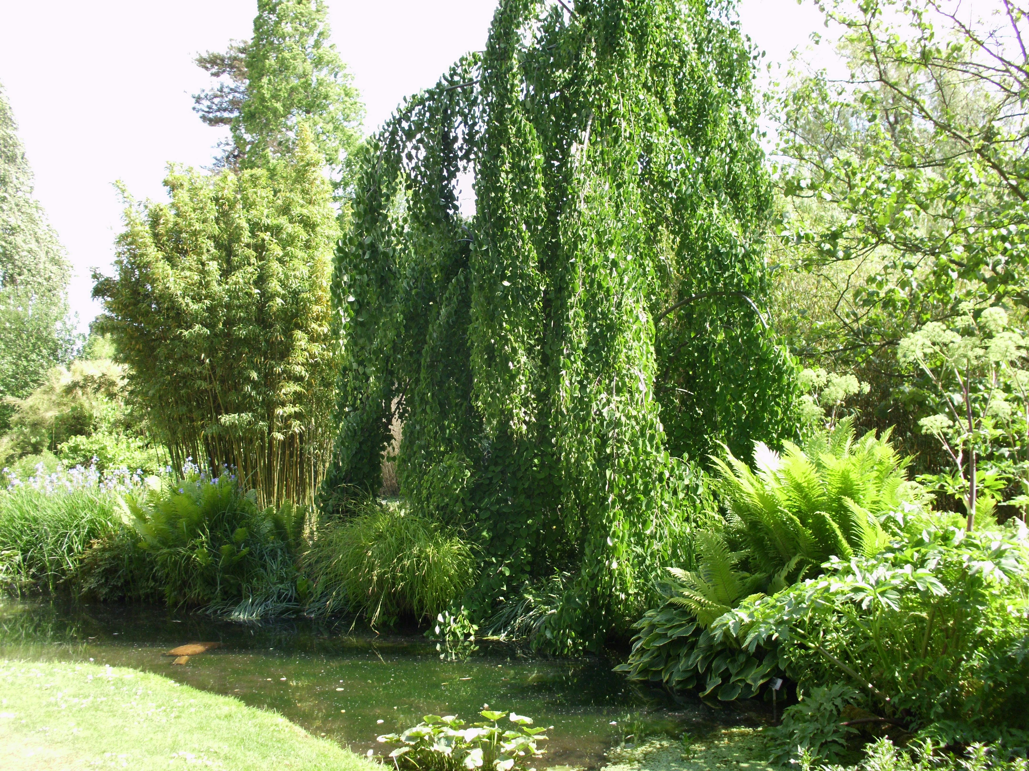 Free stock photo of Tree at Cambridge University Botanic Garden UK