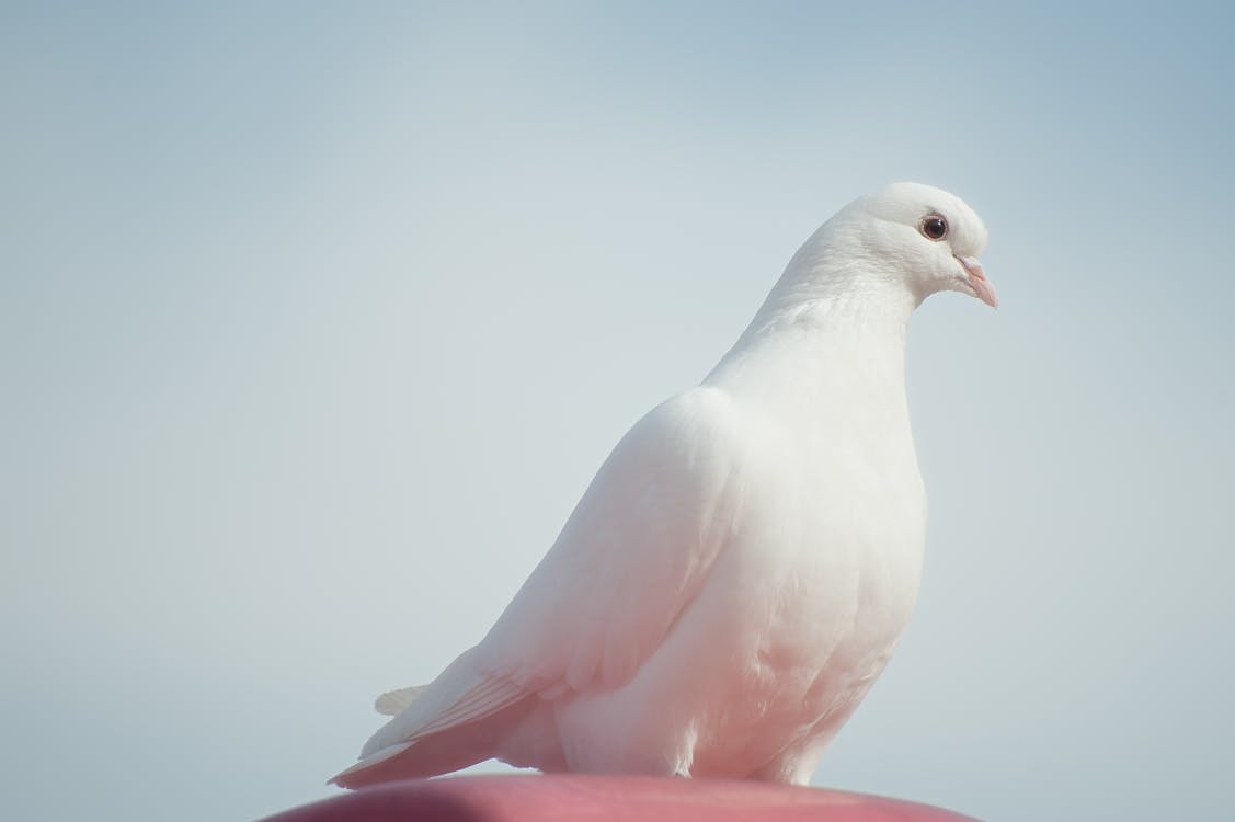 무료 푸른 하늘 아래 갈색 표면에 흰 비둘기 스톡 사진