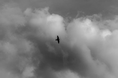 Grayscale Photo of Bird Flying Under Cloudy Sky