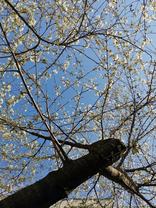 Low Angle Shot of White Cherry Blossom Tree