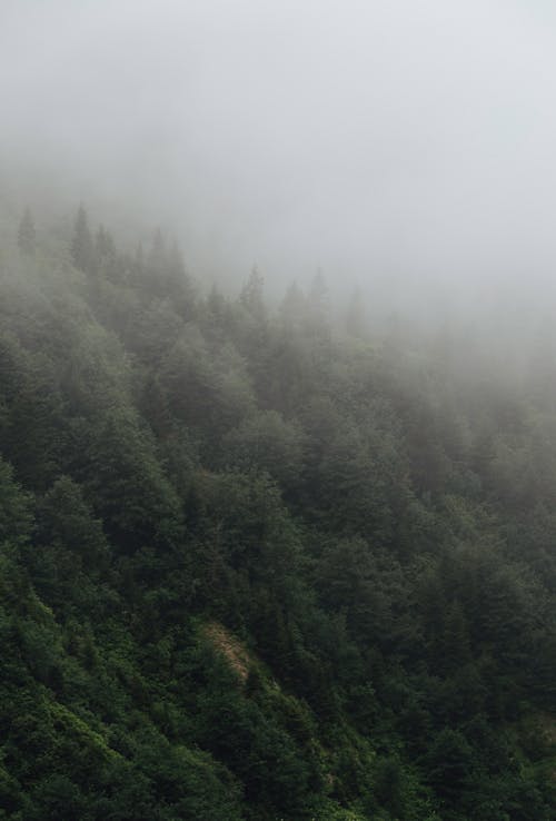Photos gratuites de arbres verts, brouillard, brume