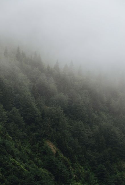 A serene misty forest landscape captured in Rize, Türkiye, showcasing lush green foliage.