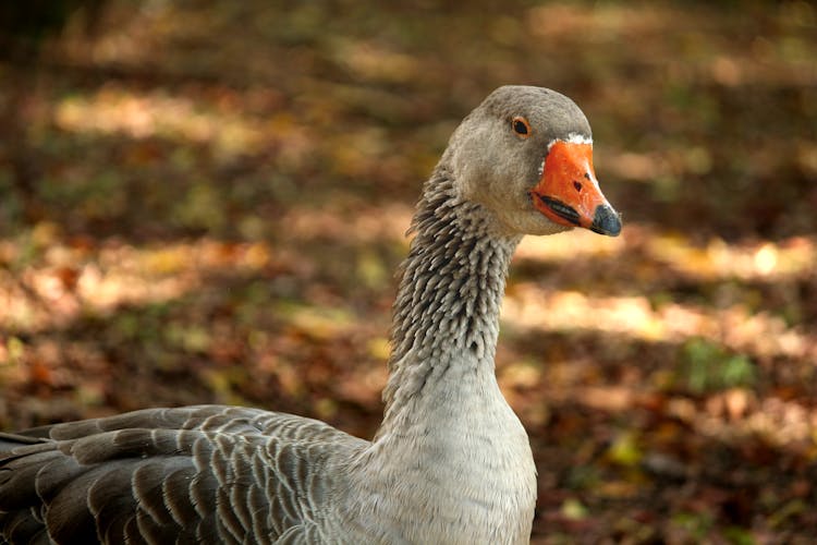 Domestic Goose In Close Up Photography