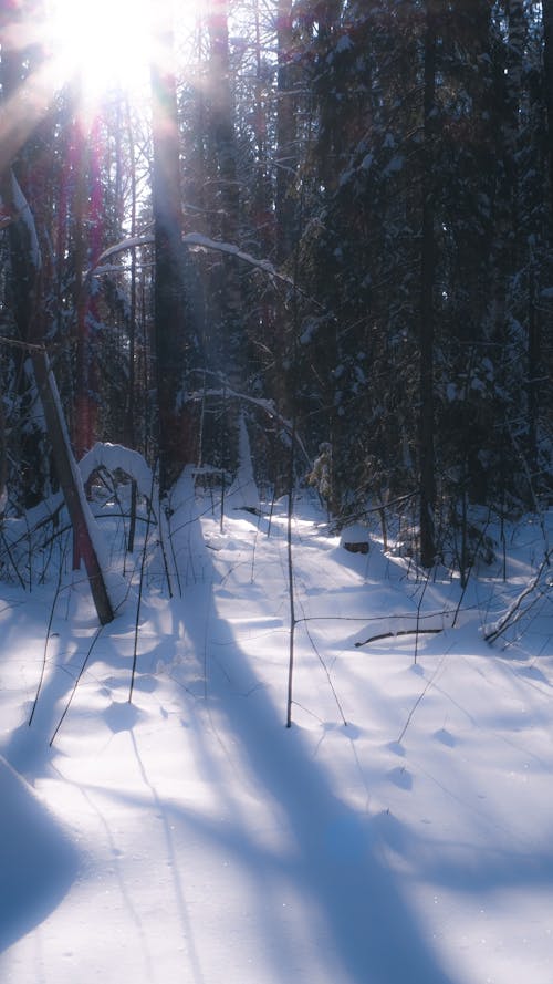 光與影, 冬季森林, 大雪覆蓋 的 免費圖庫相片
