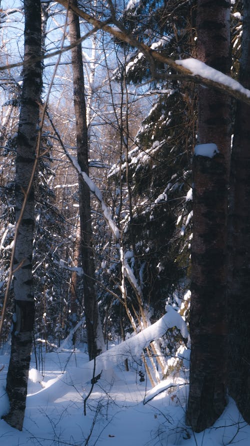冬季森林, 大雪覆蓋, 眩光 的 免費圖庫相片