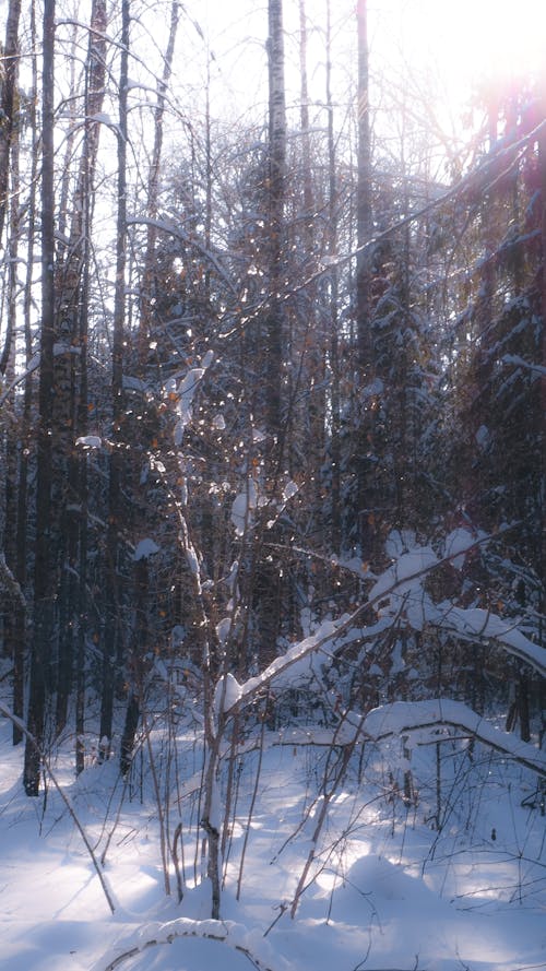 Free stock photo of forest, shining, snow